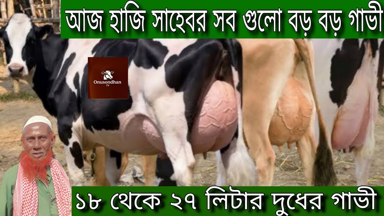 পাকিস্তানি ব্যবসায়ী! মাত্র ২২০ হাজারে বাচ্চাসহ ২০ লিটার ও ২৪০ এ বড় বাচ্চাসহ ২৫ লিটার দুধের গাভী।