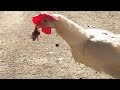 Hen eats baby rat    chickens are dinosaurs