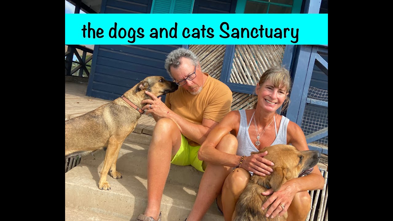 Dogs and Cats of Antigua shelter: It’s a sanctuary!