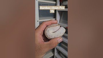 Bamboo Clown pos YB Piton Bola #reptile #snake #pet #pitonbola