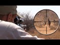 Hunting South Africa - Blue Wildebeest Hunt | Lov u Južnoj Africi - Lov gnua