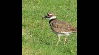 Killdeers Favorite Diet Worms