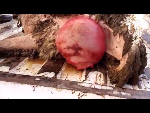 Koyunda Vagina Cikmasi Prolapsus Vagina Youtube Koyunda Vagina Cikmasi Prolapsus Vagina Youtube