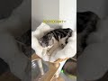原来对小猫咪来说有没有地暖差距这么大! #人我也要毛茸茸过冬 #万物皆可毛茸茸