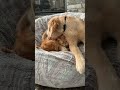 Dog Has No Respect for Cat&#39;s Personal Space