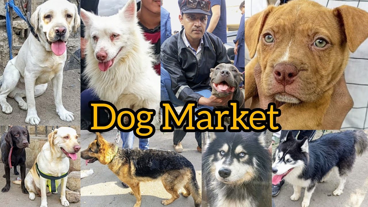 Latest Dog Market Saddar Karachi Pakistan Price 21 Jan 24 babapetsinfo