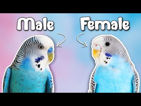 Video: How To Tell The Gender Of A Budgerigar