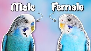 How to Tell if Your Budgie is a MALE or FEMALE?