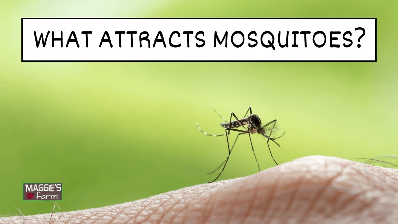 What Attracts Mosquitoes? YouTube