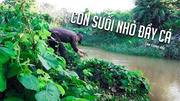 CÂU CÁ CHẠCH SUỐI BÀU CẠN - ĐỒNG NAI | Câu cá Giải Trí | Fishing streams in Vietnam