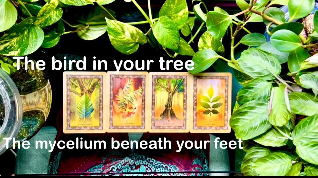 🌳PICK A CARD READING🌲timeless Tree Spirit messages 