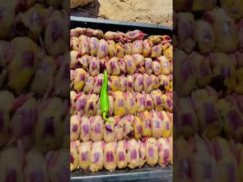 الطيور المهاجرة واحلى مذاق بمرسي مطروح