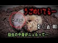 カブトムシの幼虫の中で、何かがうごめいている…（くろねこチャンネル）