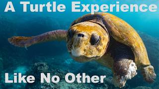 A turtle experience like no other