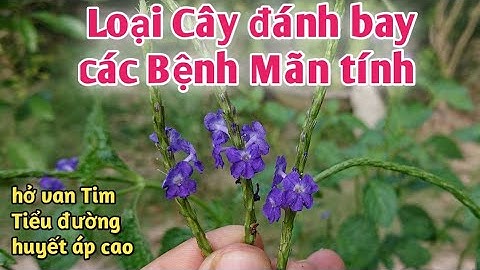 Loại cây đánh bay các bệnh mãn tính | trị hở van Tim,tiểu đường, cao huyết áp. PHAN HẢI Vlog