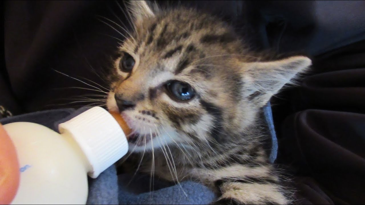 Adorable Little Foster Kittens Get Bottle Fed YouTube