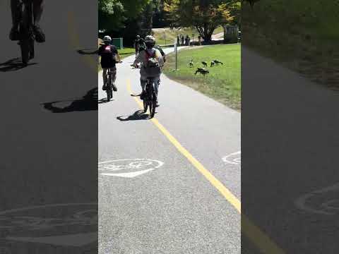 Explorando Stanley Park en Bicicleta: Aventura en Vancouver | VIAJE VANCOUVER