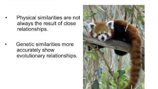 Bio 519 Taxonomy