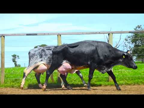 LOTE 33  3702 BQ  3705 BQ