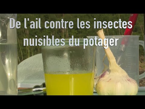 Vidéo: Ravageurs du jardin. Conseils généraux pour les gérer