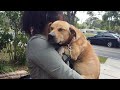 Animals Showing Love with Hugs 🥰 - 2023 Cutest Video