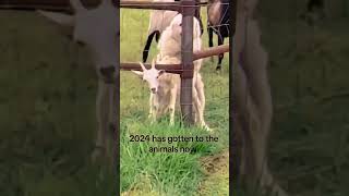 Funny Cars and Dogs Compilation #pets #cats #dog #animals #funny