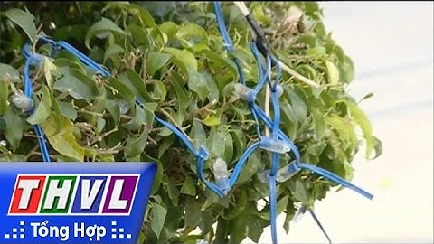 THVL |Công nhân cắt tỉa cây xanh cắt luôn dây đèn trang trí phục vụ công cộng