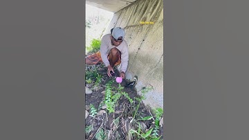 Cá Lớn - bắt Cá Trê mắc kẹt ở cống cạn 😱 #khacthuyvlogg