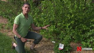 Pruning Bramble Pruning Bramble