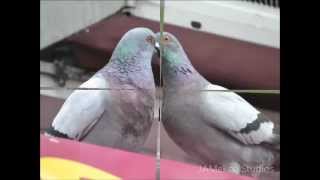FEATHERS by Earl Bowe