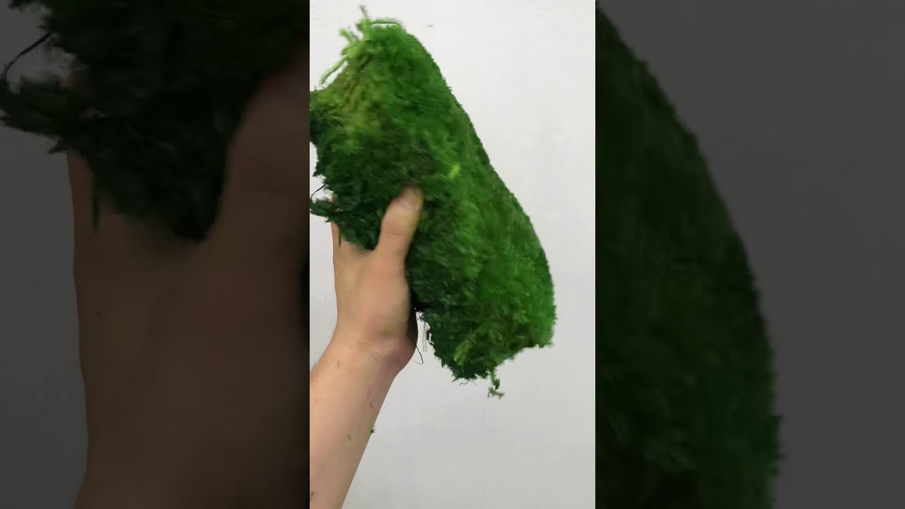 Bulk Wholesale Preserved Pole Moss Pillow Moss Bun Moss Cushion Moss Natural Green Decorative Real