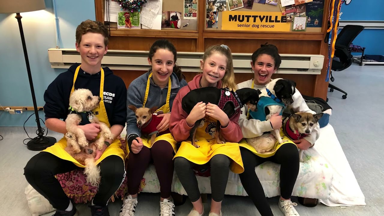 Here's Muttville! We save senior dogs in San Francisco!