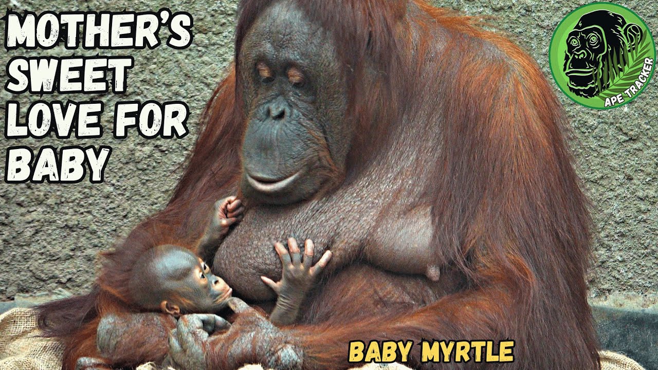 Devoted Mom Helps Baby Orangutan To Sit Up heartwarming YouTube