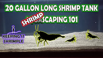 HOW TO DO A SHRIMP TANK RESET AND SHRIMP SCAPE