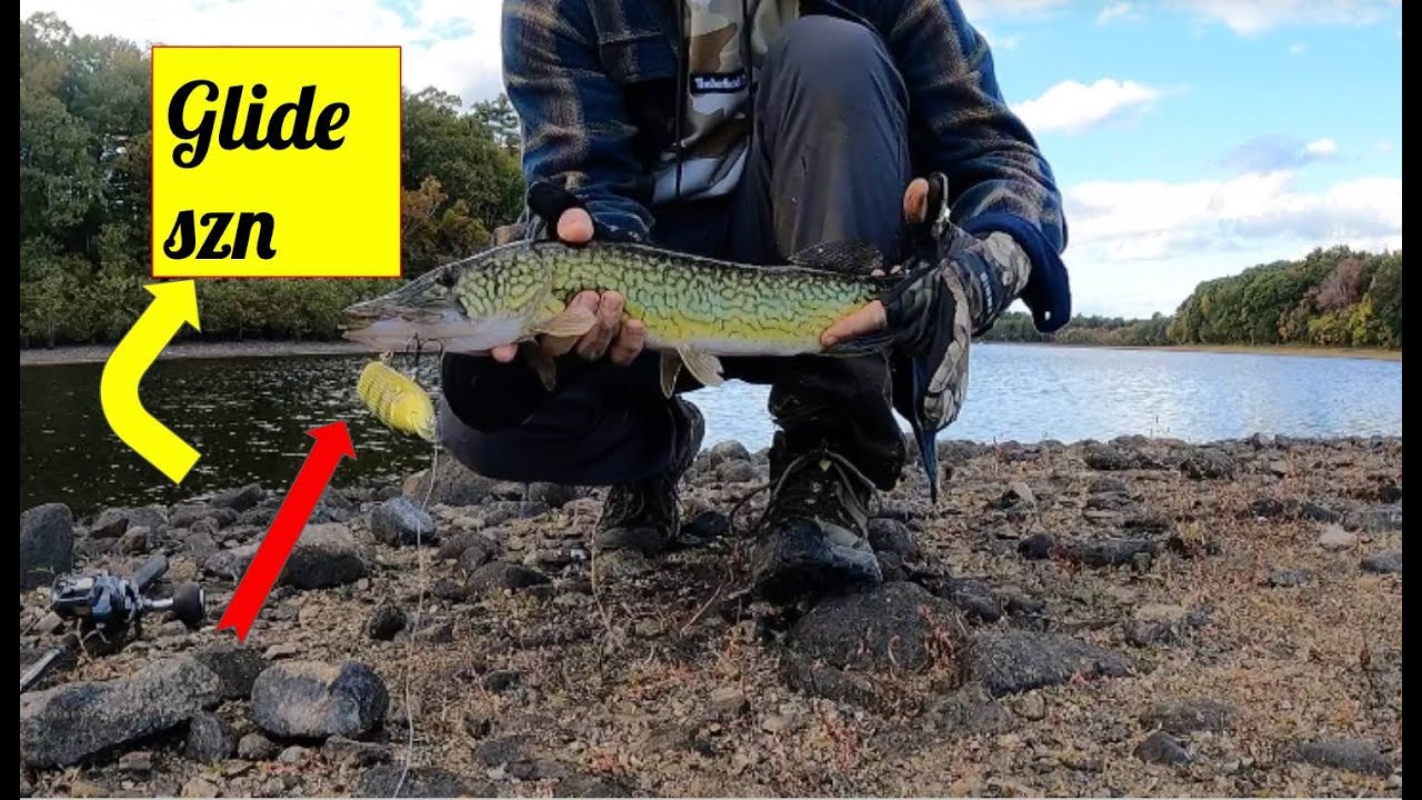 Getting Lit Up By Chain Pickerel While Bass Fishing