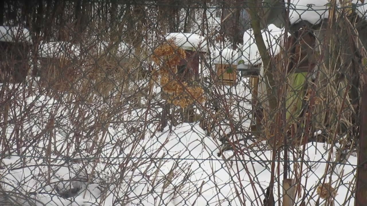4966   O tym nie ma w pszczelarskiej literaturze--naukowcy nie przewidzieli wariantu  fi 2,5mm.. .
