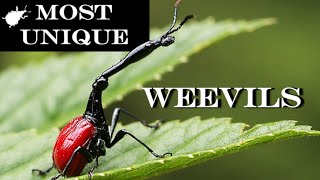 Get to know weevil's family