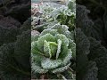 True Or False Does Mulch Really Prevent The Soil From Freezing Vegetable Garden Permaculture True Or False Does Mulch Really Prevent The Soil From Freezing Vegetable Garden Permaculture