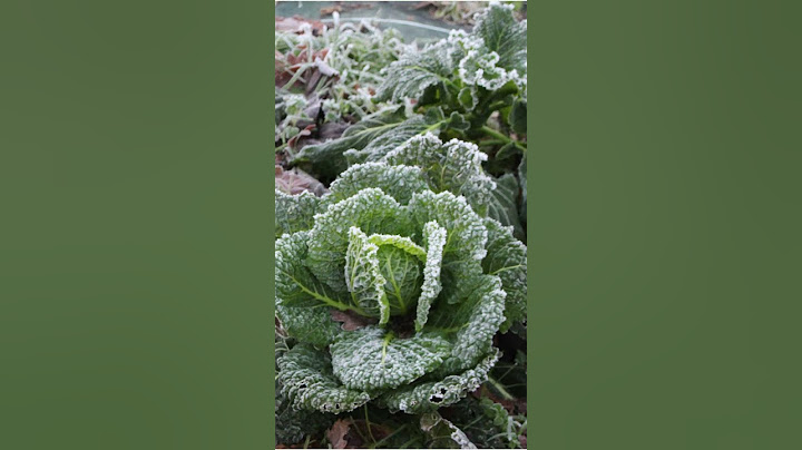 True or False: Does mulch really prevent the soil from freezing? #vegetable garden #permaculture ...