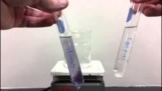 The Digestion of Starch by the Enzyme Amylase