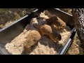 March 23- Meerkat Mob