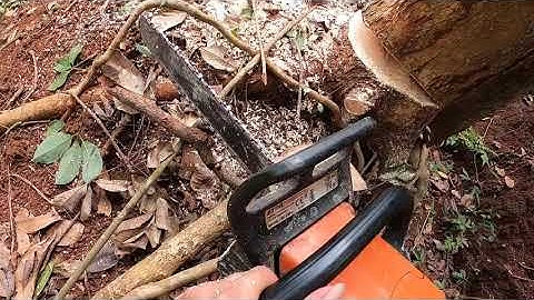 thạch lộc ninh # hướng dẫn cách hạ cây đỗ theo ý muốn. liên hệ với tôi 091 100 3106