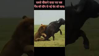 buffalo attacks  #animals