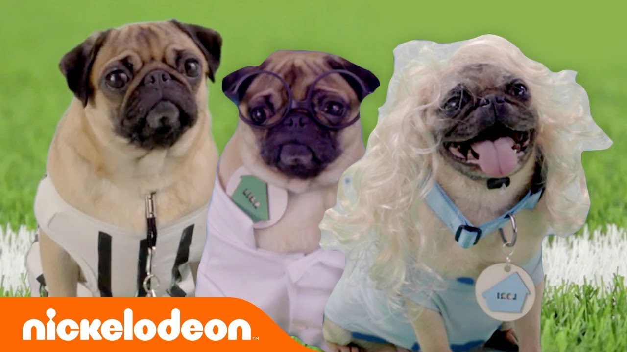 Who is in the Pug Zone: History and Interesting Facts Who is in the Pug Zone: History and Interesting Facts