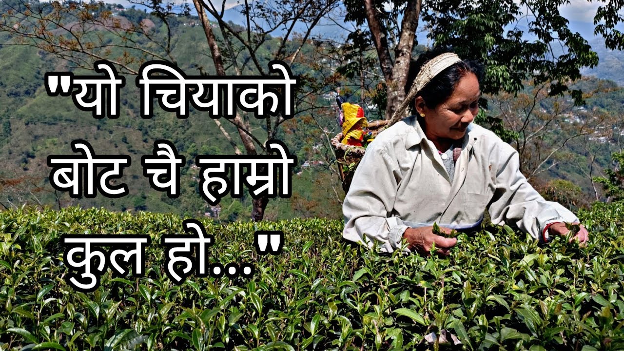 Issues And Emotions With Darjeeling Tea (featuring Risheehat Tea Garden)