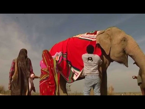 Elephants get jumbo jumpers to stay warm