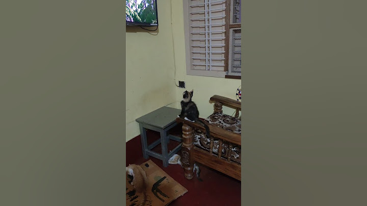 keiki watching cartoon#poojabhat #2024 #myhome #funnyshorts #cutecat #nammabengaluru #myhome#kitten