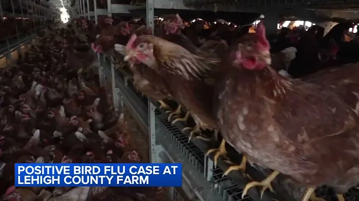 First Pa. case of bird flu at commercial poultry farm detected in Lehigh County