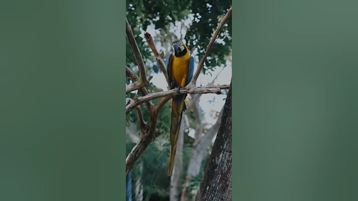 MACAW - THE BEAUTIFUL - SHORTS - ALL ROUNDER NATURE SOUNDS