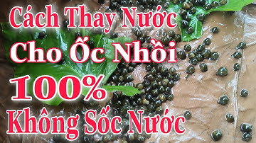 Cách Thay Nước Cho ốc Nhồi Hiệu Quả Nhất,100%Không Bị Sốc Nước#19|Ốc Nhồi Bắc Giang